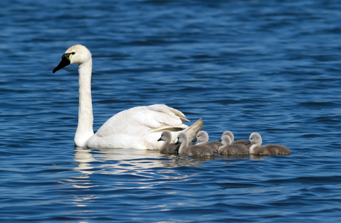 Mama swan and babies