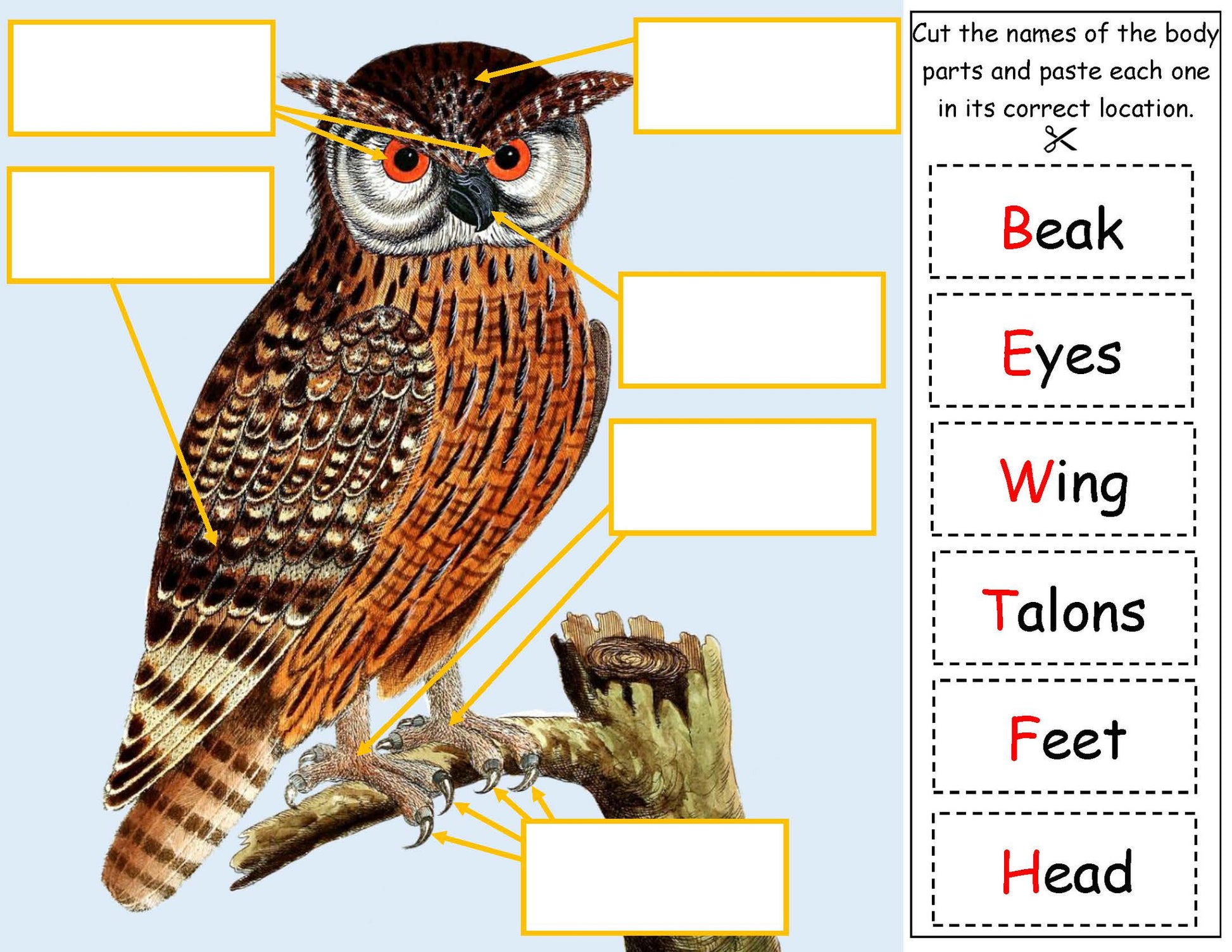 Science Activity - Label the owl body parts